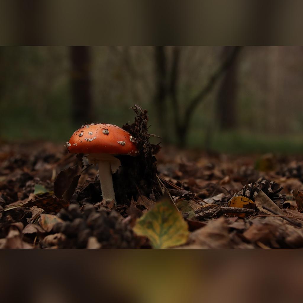 Een wandeling in de Maashorst in Berghem, NB. Paddenstoelen