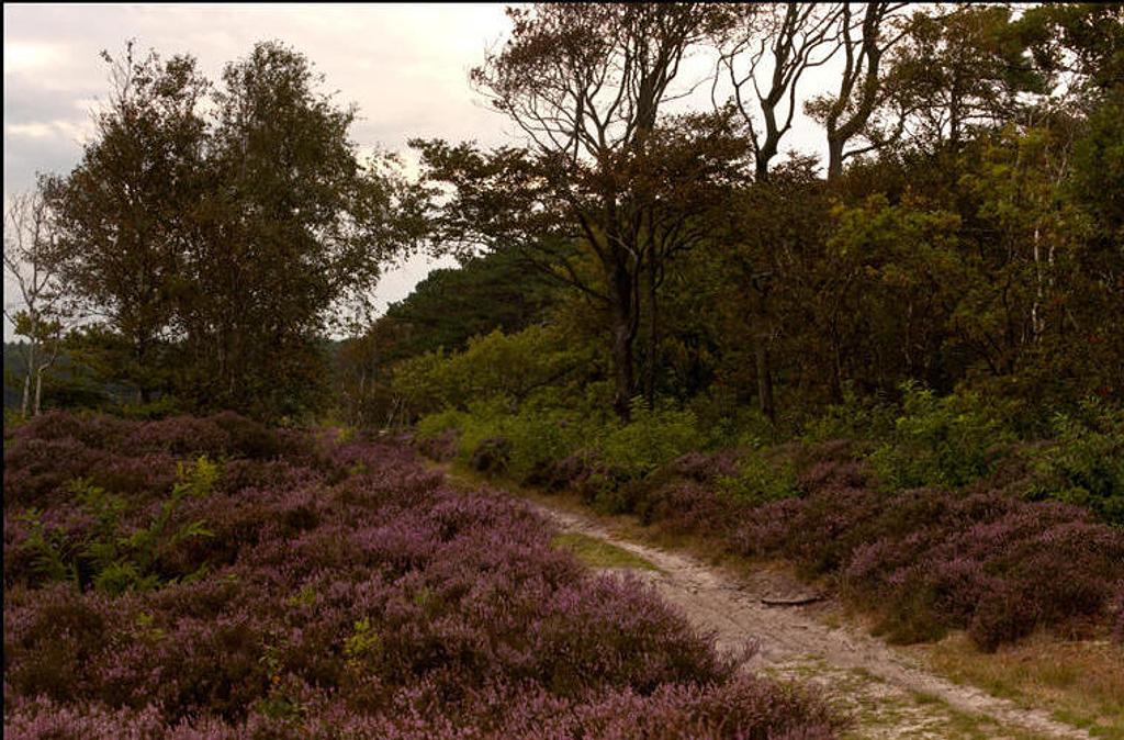 De heide bij Schoorl