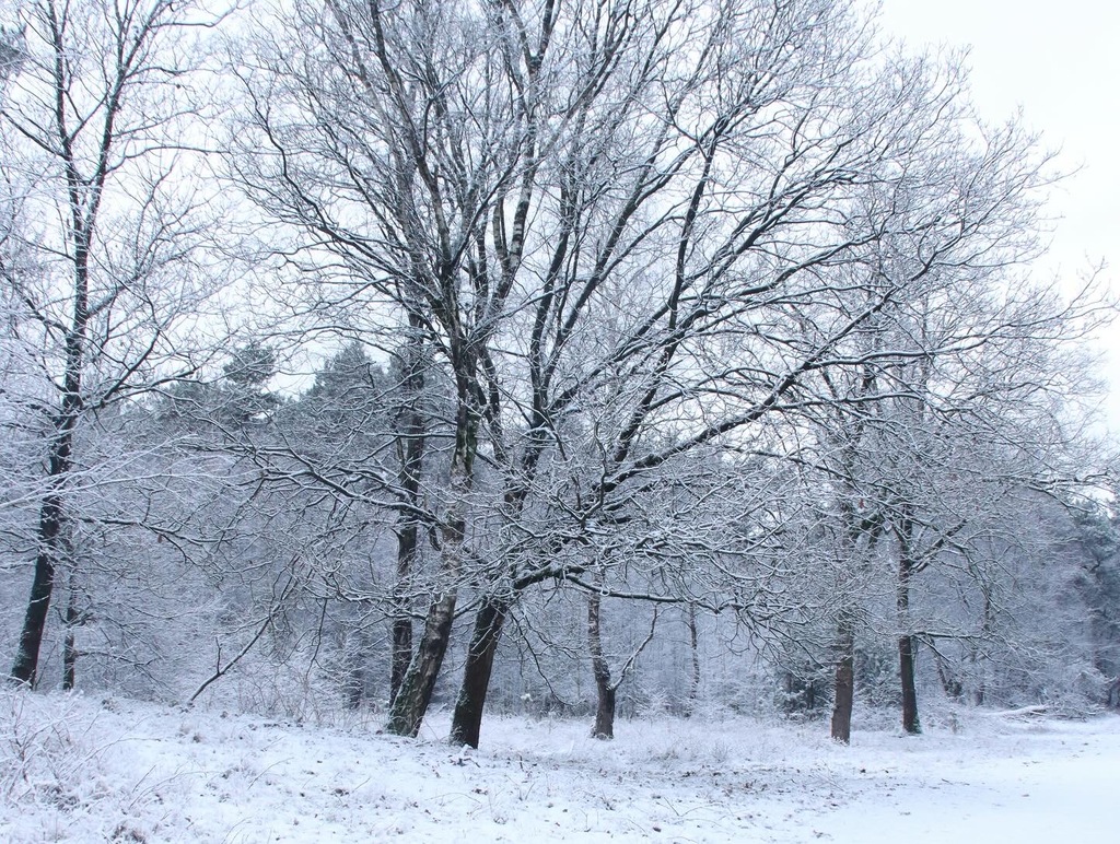 Winter in Herperduin