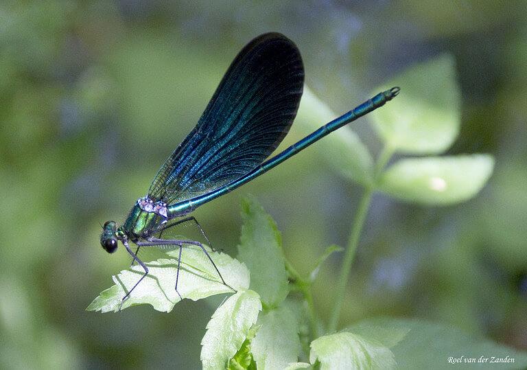 Libelle