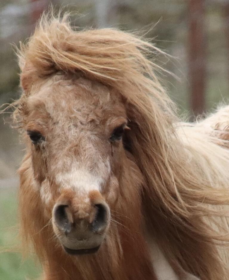 Pony